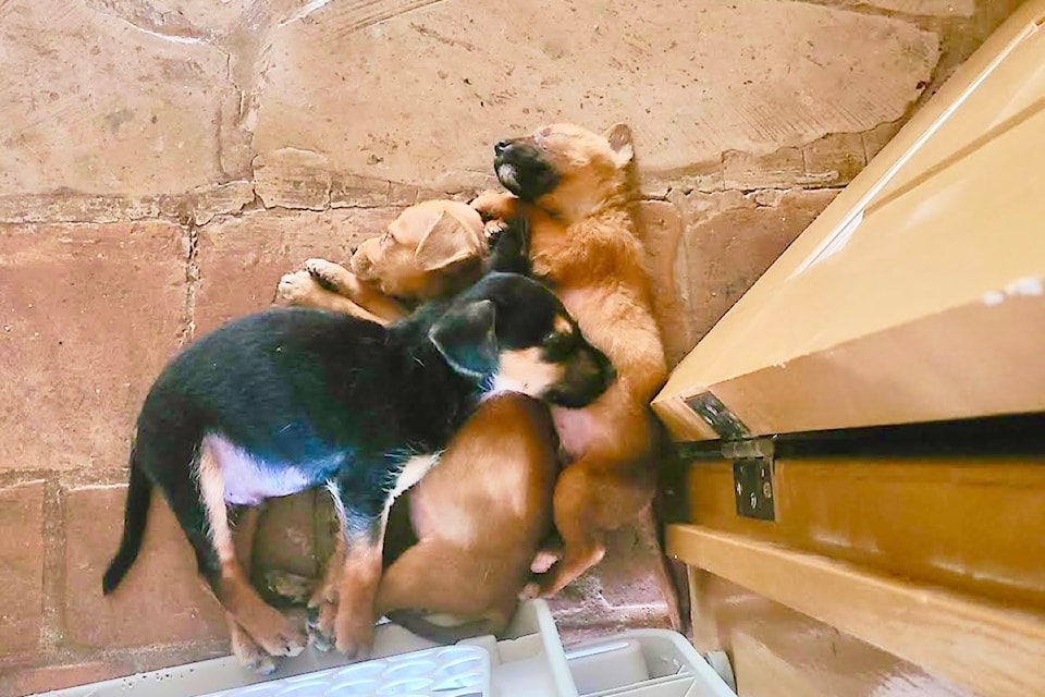 Langley Puppy Rescue Expands Mexico Efforts Langley Puppy Rescue Expands Mexico Efforts